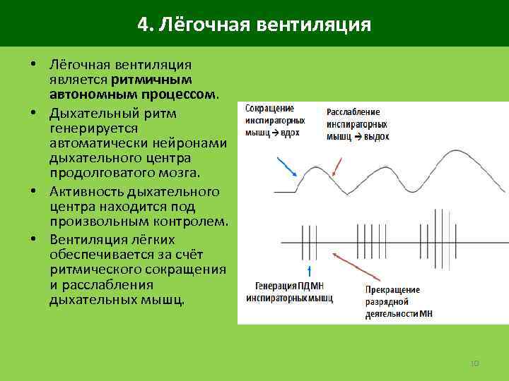 4. Лёгочная вентиляция • Лёгочная вентиляция является ритмичным автономным процессом. • Дыхательный ритм генерируется