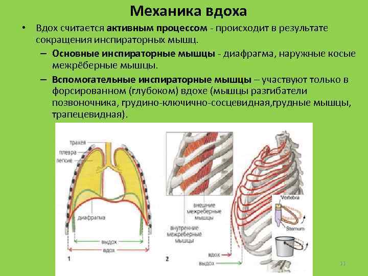 Механика вдоха • Вдох считается активным процессом - происходит в результате сокращения инспираторных мышц.