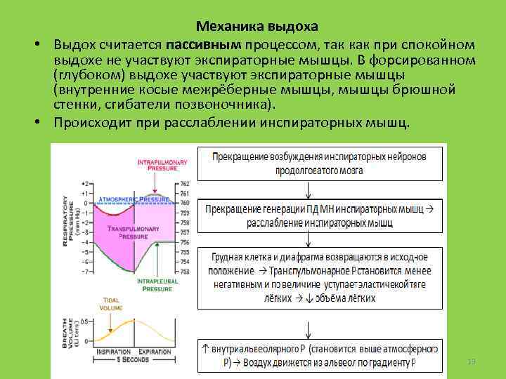 Механика выдоха • Выдох считается пассивным процессом, так как при спокойном выдохе не участвуют