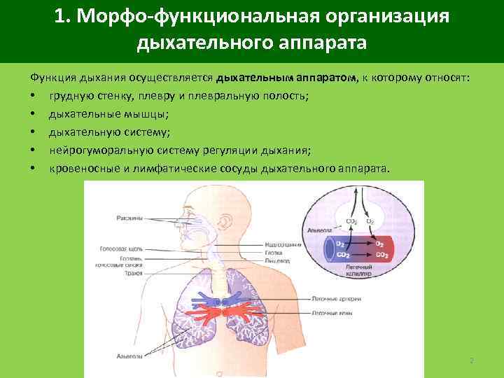 1. Морфо-функциональная организация дыхательного аппарата Функция дыхания осуществляется дыхательным аппаратом, к которому относят: •