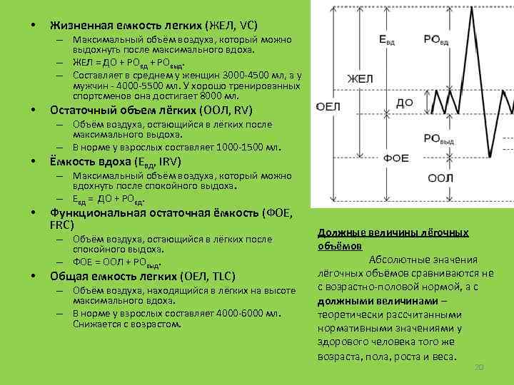  • Жизненная емкость легких (ЖЕЛ, VC) – Максимальный объём воздуха, который можно выдохнуть