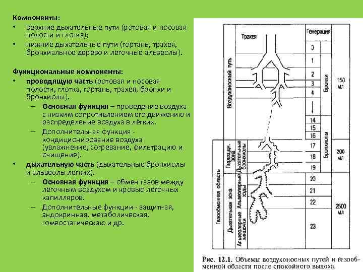 Компоненты: • верхние дыхательные пути (ротовая и носовая полости и глотка); • нижние дыхательные