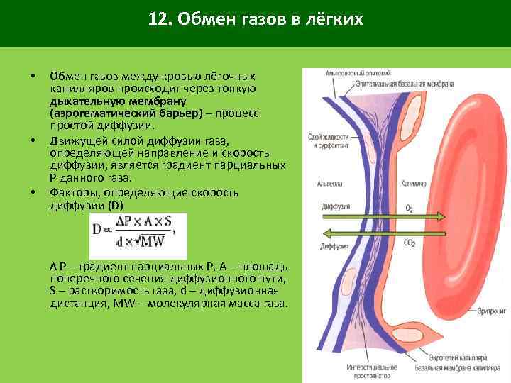 12. Обмен газов в лёгких • • • Обмен газов между кровью лёгочных капилляров