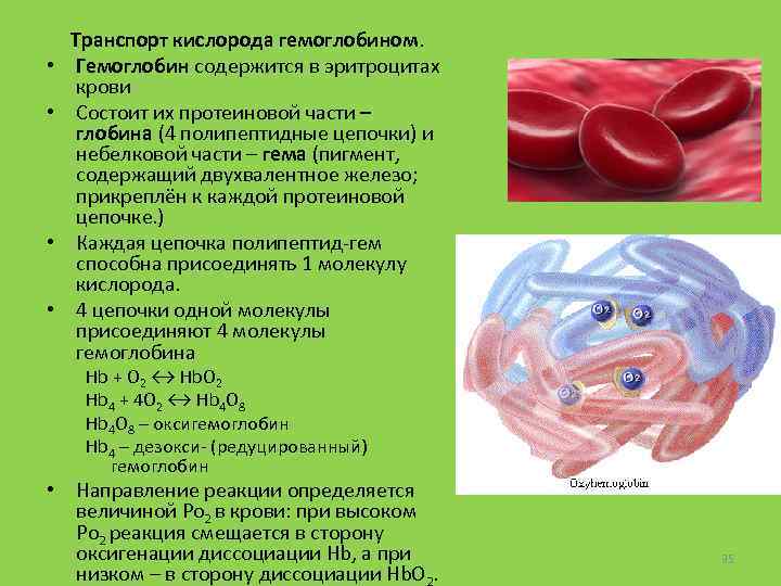  • • Транспорт кислорода гемоглобином. Гемоглобин содержится в эритроцитах крови Состоит их протеиновой