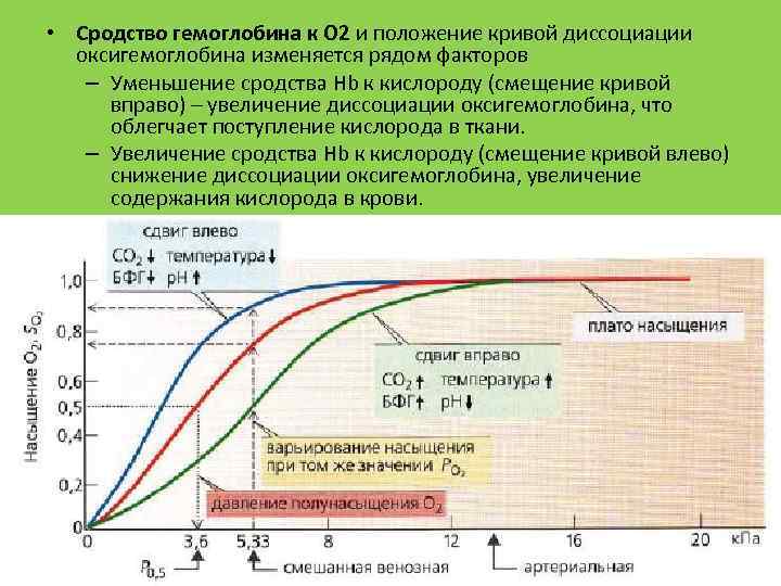  • Сродство гемоглобина к О 2 и положение кривой диссоциации оксигемоглобина изменяется рядом