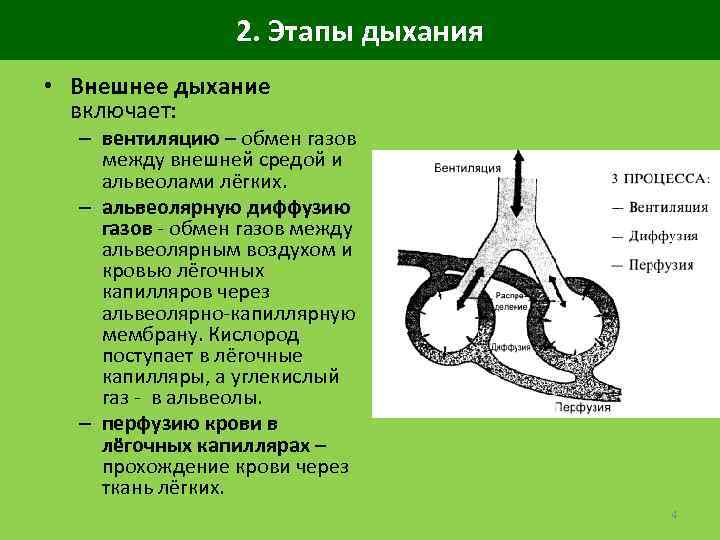 2. Этапы дыхания • Внешнее дыхание включает: – вентиляцию – обмен газов между внешней