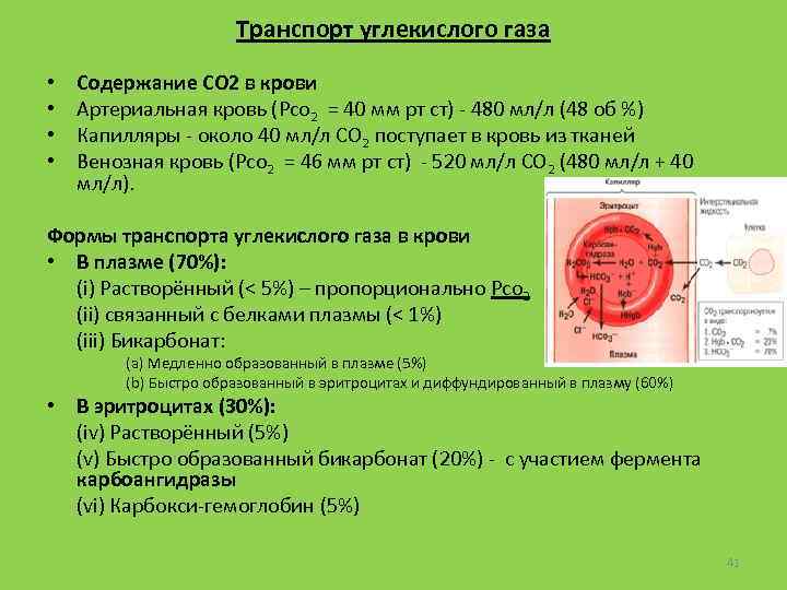 Транспорт углекислого газа • • Содержание СО 2 в крови Артериальная кровь (Pco 2