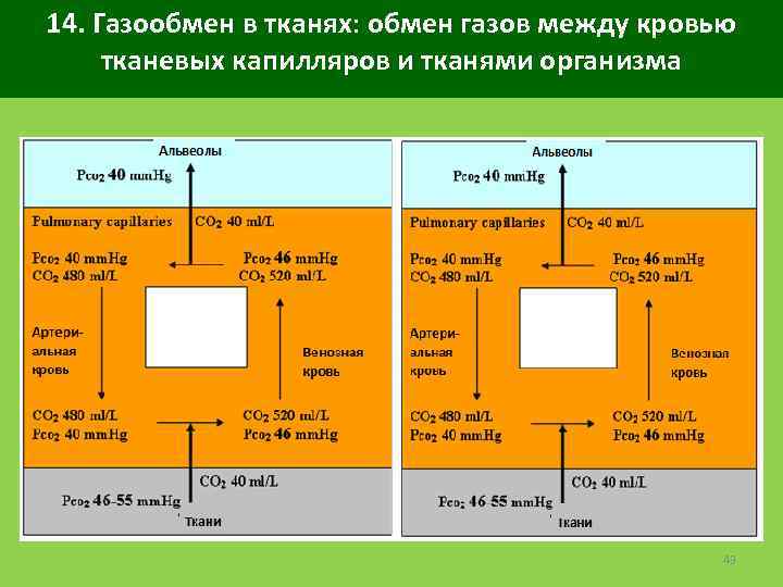 14. Газообмен в тканях: обмен газов между кровью тканевых капилляров и тканями организма 43