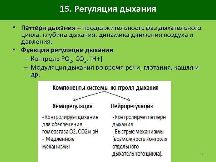 Продолжительность дыхания. Саморегуляция дыхательного цикла. Регуляция фаз дыхательного цикла. Регуляция дыхательных движений. Элементы полного цикла дыхания.