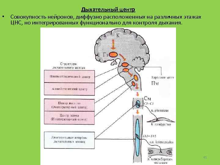 Дыхательный центр • Совокупность нейронов, диффузно расположенных на различных этажах ЦНС, но интегрированных функционально