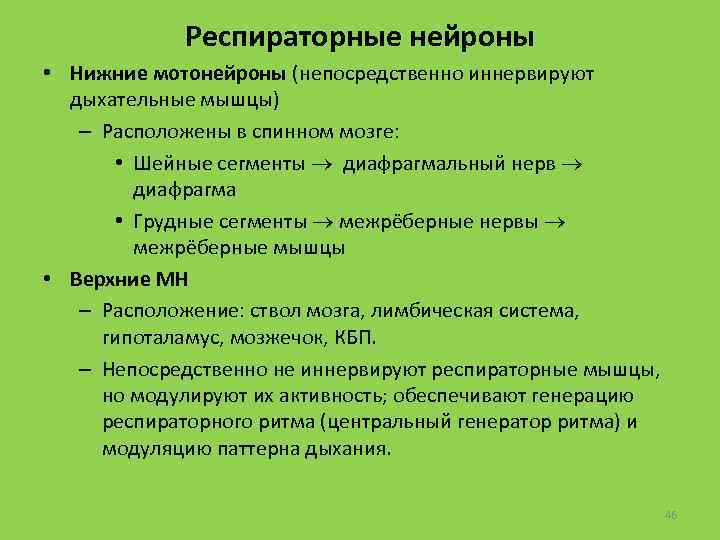 Респираторные нейроны • Нижние мотонейроны (непосредственно иннервируют дыхательные мышцы) – Расположены в спинном мозге: