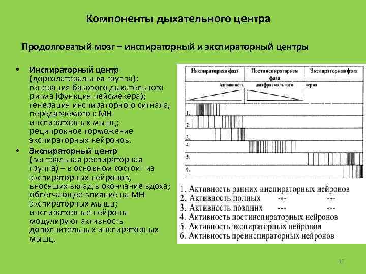 Компоненты дыхательного центра Продолговатый мозг – инспираторный и экспираторный центры • • Инспираторный центр