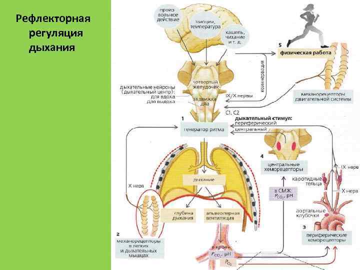 Рефлекторная регуляция дыхания 49 