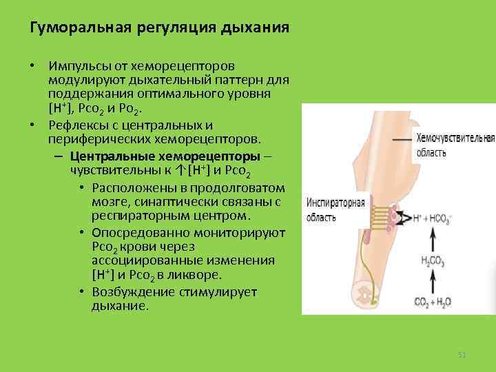 Гуморальная регуляция дыхания • Импульсы от хеморецепторов модулируют дыхательный паттерн для поддержания оптимального уровня