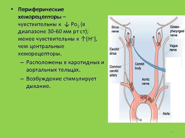  • Периферические хеморецепторы – чувствительны к ↓ Po 2 (в диапазоне 30 -60