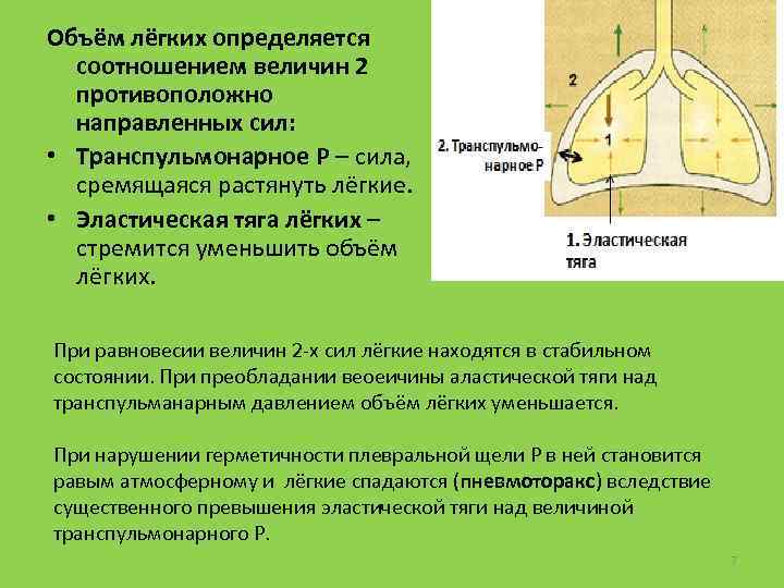 Объём лёгких определяется соотношением величин 2 противоположно направленных сил: • Транспульмонарное Р – сила,