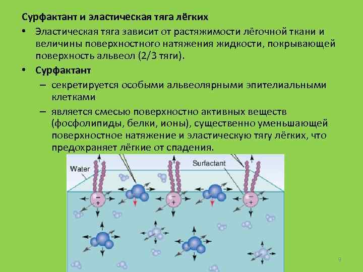 Сурфактант и эластическая тяга лёгких • Эластическая тяга зависит от растяжимости лёгочной ткани и