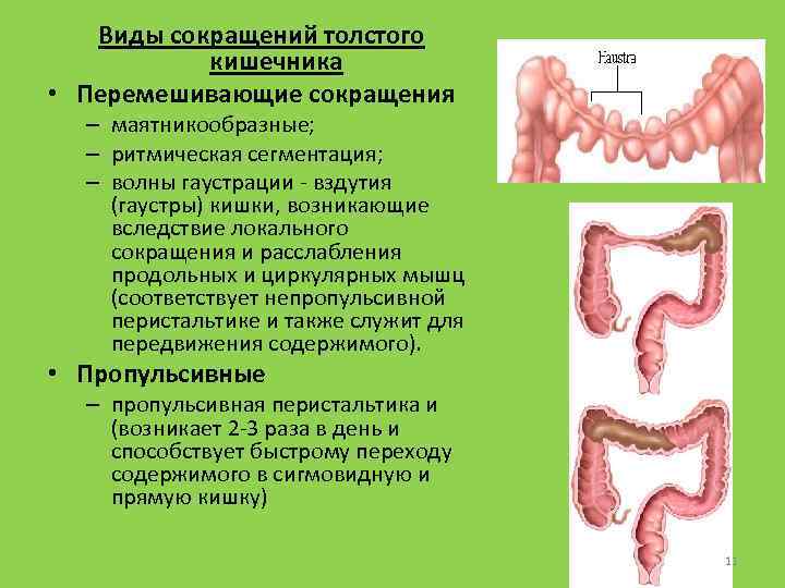 Виды сокращений толстого кишечника • Перемешивающие сокращения – маятникообразные; – ритмическая сегментация; – волны