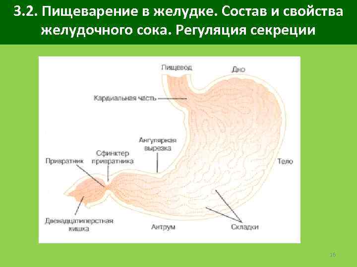 3. 2. Пищеварение в желудке. Состав и свойства желудочного сока. Регуляция секреции 16 