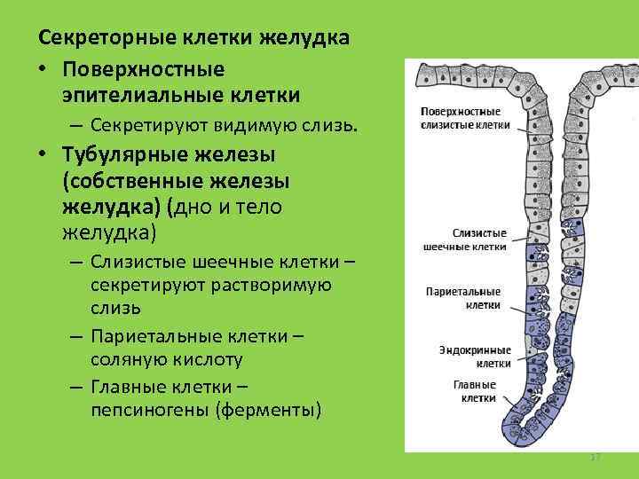 Секреторные клетки желудка • Поверхностные эпителиальные клетки – Секретируют видимую слизь. • Тубулярные железы