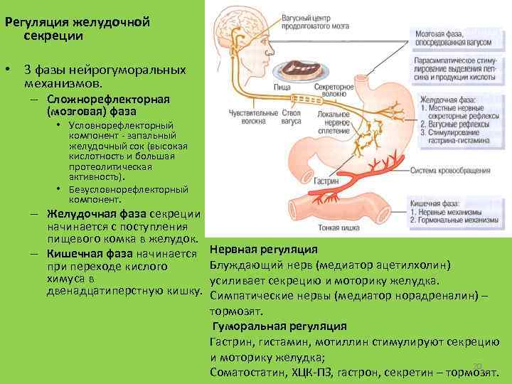Регуляция желудочной секреции • 3 фазы нейрогуморальных механизмов. – Сложнорефлекторная (мозговая) фаза • Условнорефлекторный