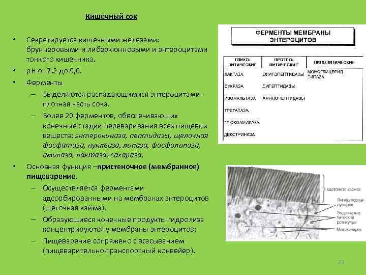 Кишечный сок • • Секретируется кишечными железами: бруннеровыми и либеркюнновыми и энтероцитами тонкого кишечника.