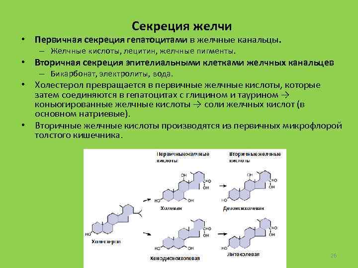 Секреция желчи • Первичная секреция гепатоцитами в желчные канальцы. – Желчные кислоты, лецитин, желчные