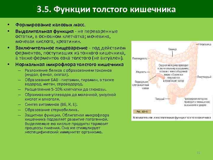 3. 5. Функции толстого кишечника • • Формирование каловых масс. Выделительная функция - не