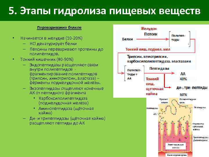 5. Этапы гидролиза пищевых веществ Переваривание белков • • Начинается в желудке (10 -20%)
