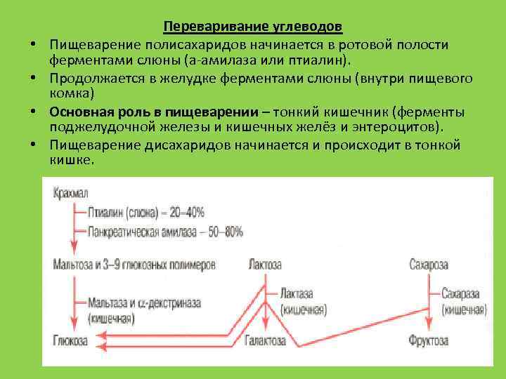  • • Переваривание углеводов Пищеварение полисахаридов начинается в ротовой полости ферментами слюны (а-амилаза