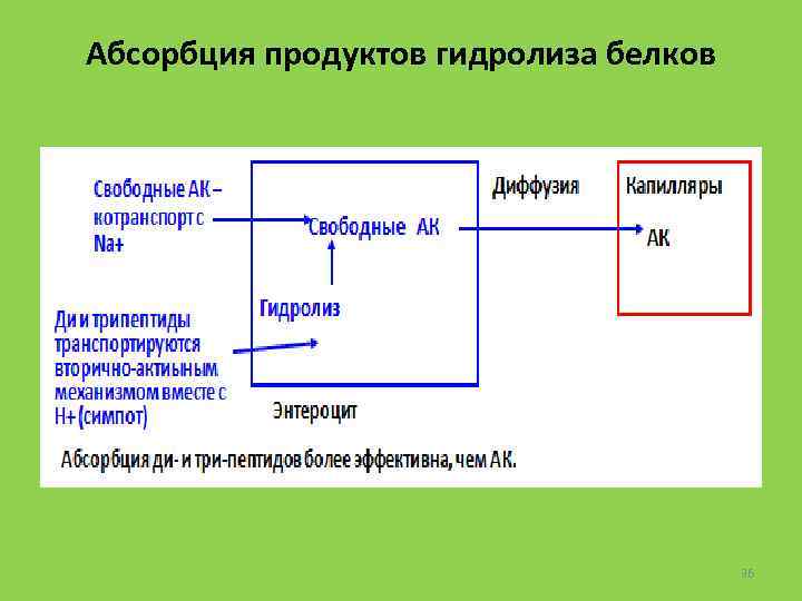 Абсорбция продуктов гидролиза белков 36 