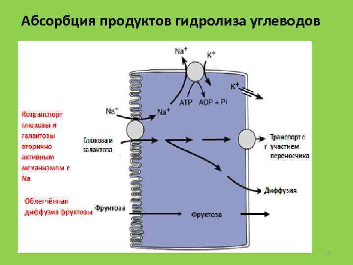 Абсорбция это