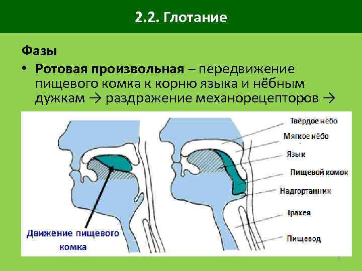 2. 2. Глотание Фазы • Ротовая произвольная – передвижение пищевого комка к корню языка
