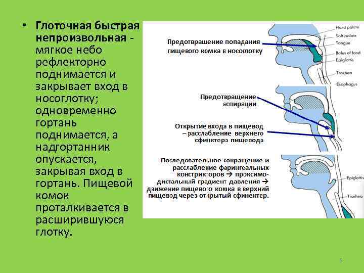  • Глоточная быстрая непроизвольная - мягкое небо рефлекторно поднимается и закрывает вход в