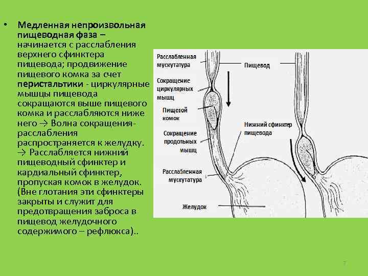  • Медленная непроизвольная пищеводная фаза – начинается с расслабления верхнего сфинктера пищевода; продвижение