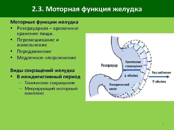 2. 3. Моторная функция желудка Моторные функции желудка • Резервуарная – временное хранение пищи.