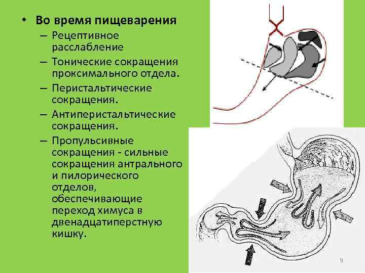  • Во время пищеварения – Рецептивное расслабление – Тонические сокращения проксимального отдела. –