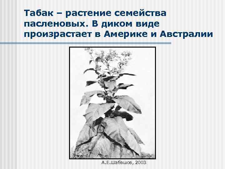 Табак – растение семейства пасленовых. В диком виде произрастает в Америке и Австралии А.