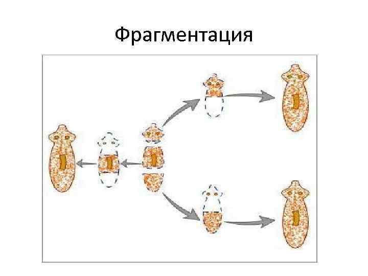 Размножение животных 8 класс. Фрагментация бесполое размножение. Способ размножения фрагментация. Фрагментация путь размножения. Фрагментация примеры.