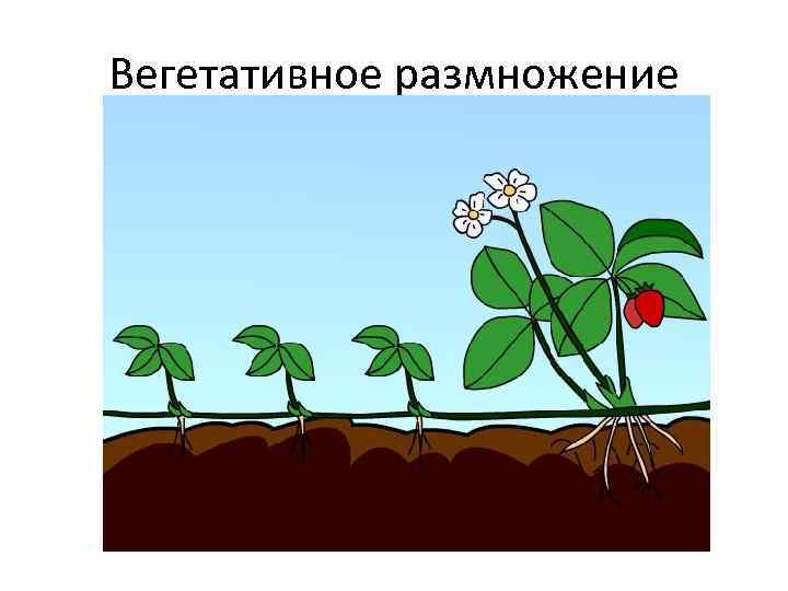 Размножение растений рисунок