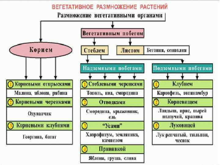 Схема бесполого размножения 6 класс