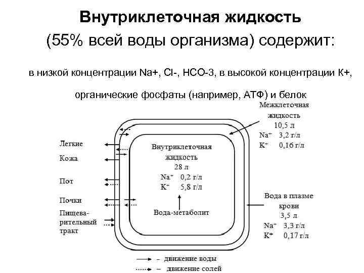 Внутриклеточная жидкость (55% всей воды организма) содержит: в низкой концентрации Na+, Cl-, НСО-3, в