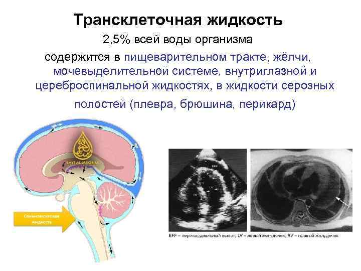 Трансклеточная жидкость 2, 5% всей воды организма содержится в пищеварительном тракте, жёлчи, мочевыделительной системе,