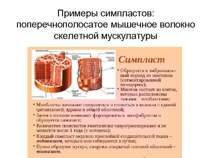 Примеры симпластов: поперечнополосатое мышечное волокно скелетной мускулатуры 