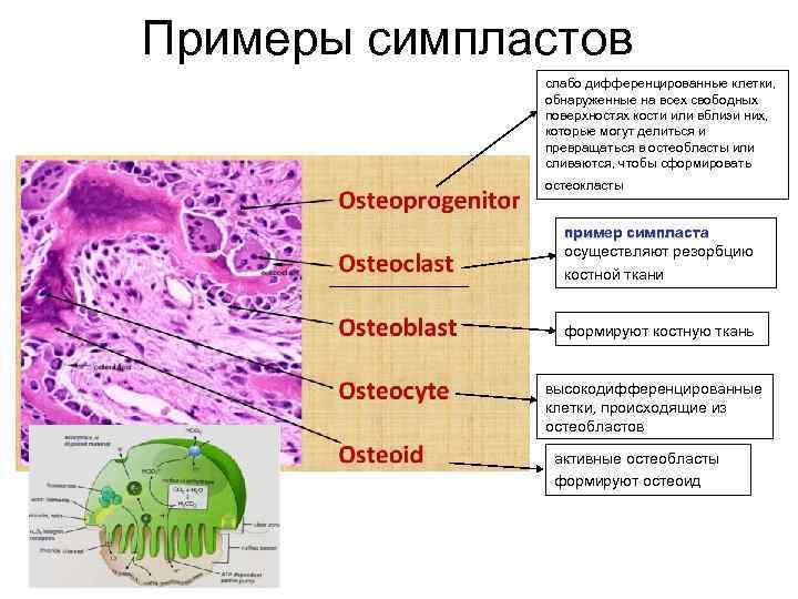 Б содержит недифференцированные клетки