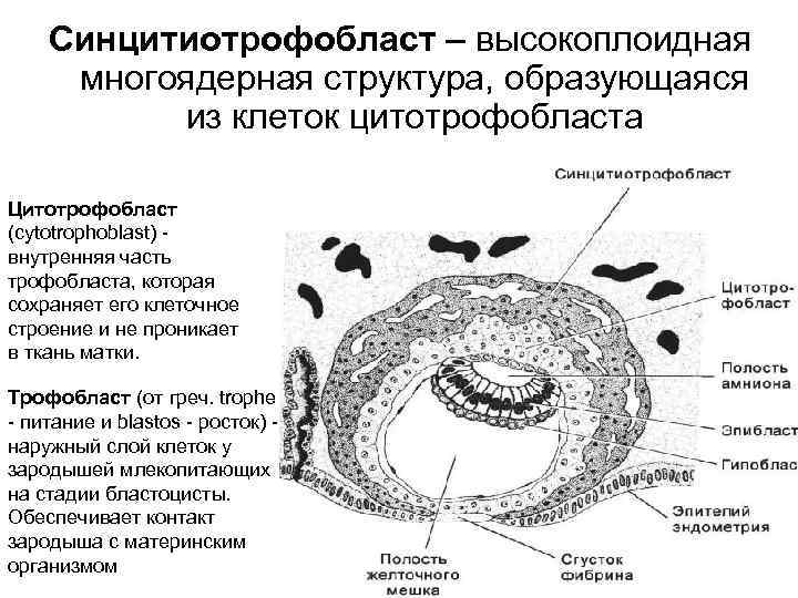 Синцитиотрофобласт – высокоплоидная многоядерная структура, образующаяся из клеток цитотрофобласта Цитотрофобласт (cytotrophoblast) внутренняя часть трофобласта,