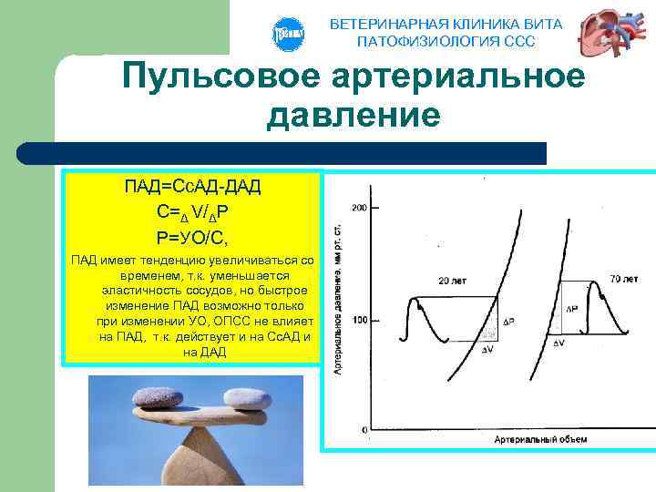 ВЕТЕРИНАРНАЯ КЛИНИКА ВИТА ПАТОФИЗИОЛОГИЯ ССС Пульсовое артериальное давление ПАД=Сс. АД-ДАД C=Δ V/ΔP Р=УО/C, ПАД