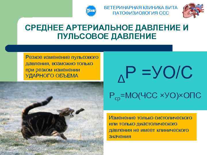 ВЕТЕРИНАРНАЯ КЛИНИКА ВИТА ПАТОФИЗИОЛОГИЯ ССС СРЕДНЕЕ АРТЕРИАЛЬНОЕ ДАВЛЕНИЕ И ПУЛЬСОВОЕ ДАВЛЕНИЕ Резкое изменение пульсового