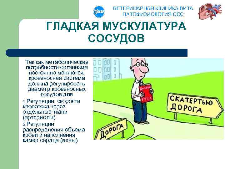 ВЕТЕРИНАРНАЯ КЛИНИКА ВИТА ПАТОФИЗИОЛОГИЯ ССС ГЛАДКАЯ МУСКУЛАТУРА СОСУДОВ Так как метаболические потребности организма постоянно