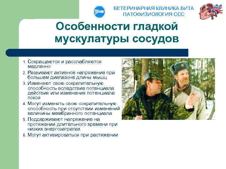 ВЕТЕРИНАРНАЯ КЛИНИКА ВИТА ПАТОФИЗИОЛОГИЯ ССС Особенности гладкой мускулатуры сосудов Сокращаются и расслабляются медленно 2.